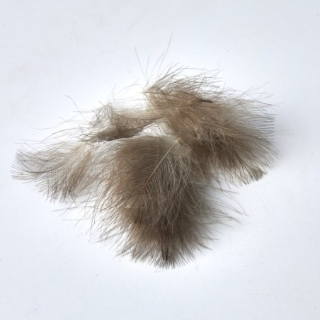 Kaki - 50 Plumes