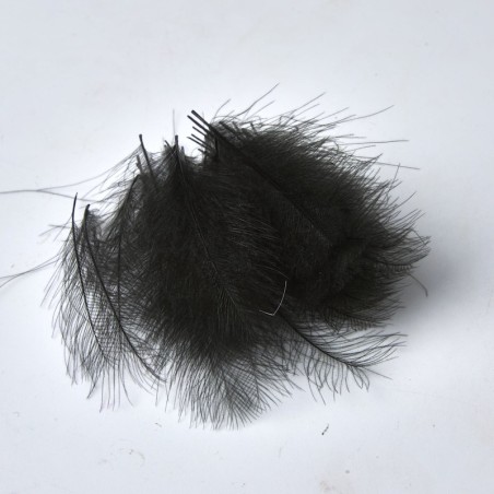 Noir - 50 Plumes