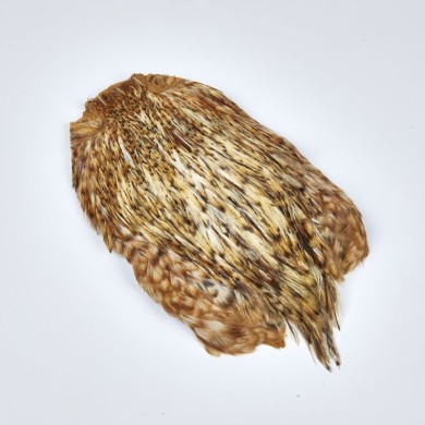 N°03 Chinchilla