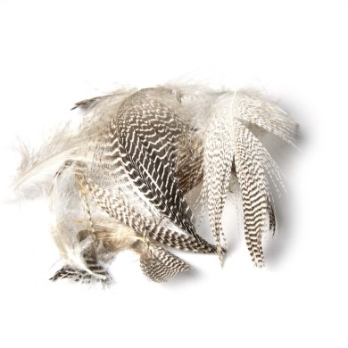 JMC Plume de Sarcelle-