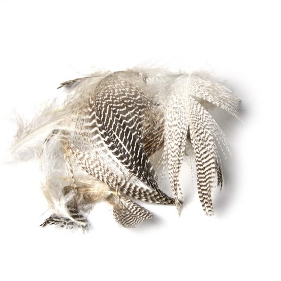 JMC Plume de Sarcelle-