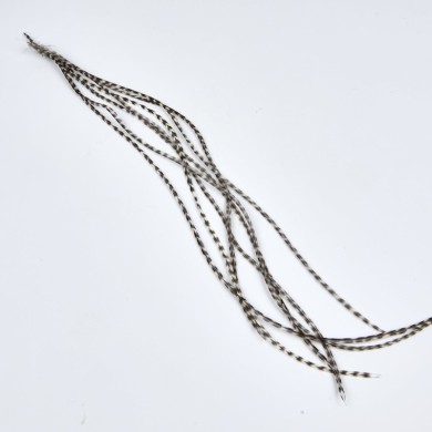 JMC Lancettes Top Grade-