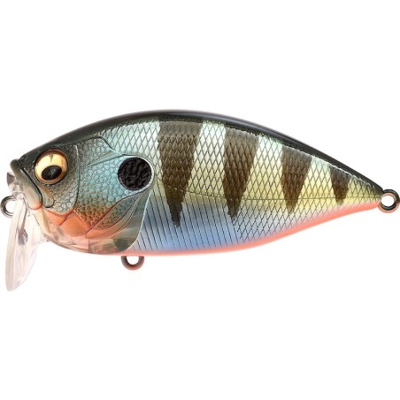 RED FIN PERCH (SP-C)