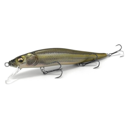 FA STRIPED SHINER (SP-C)