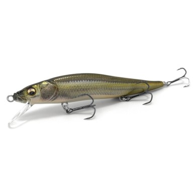 FA STRIPED SHINER (SP-C)