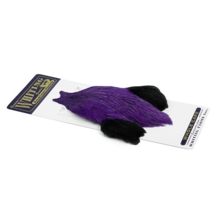 Badger dyed Purple