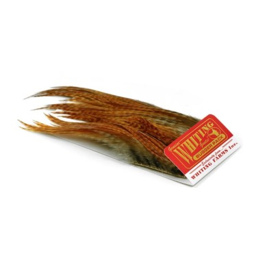 Jengibre oscuro barrado