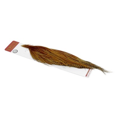 Jengibre oscuro barrado