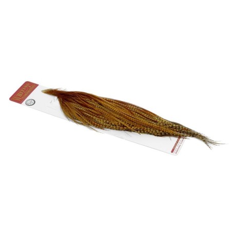 Jengibre oscuro barrado