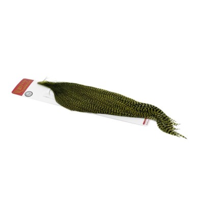 Grizzly teñido de oliva