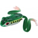 Red Eye Tree Frog