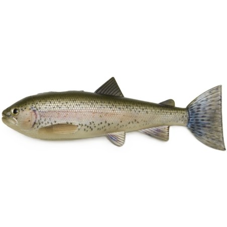 Rainbow Trout
