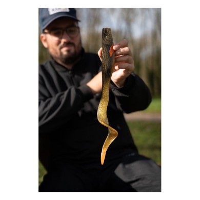 Gold Carp