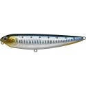 Zebra Sardine