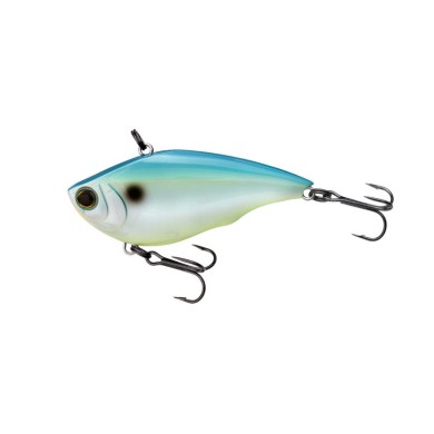 CITRUS SHAD (CSH)