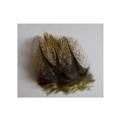 Olive