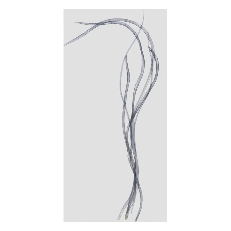 Plumes de coq génétique DOHIKU CMG – 5 pièces-