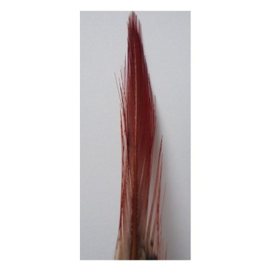 Plumes rouges de faisan doré DOHIKU PT6 – 5 pièces-