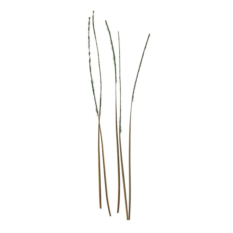 Quills naturels DOHIKU Quill Body QBN – 20 pièces-