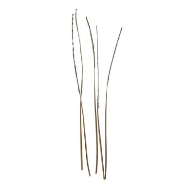 Quills naturels DOHIKU Quill Body QBN – 20 pièces-