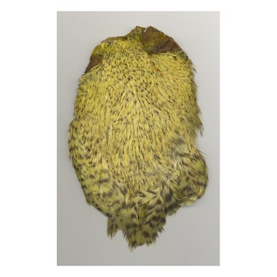 Grizzly olive