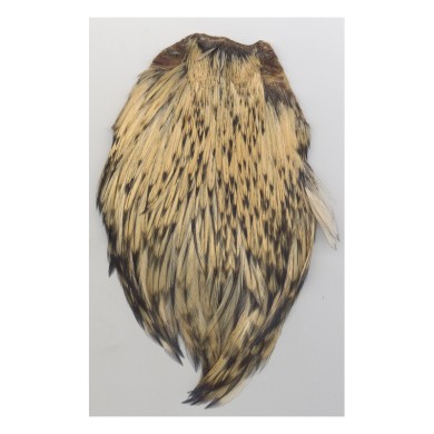 Tejón