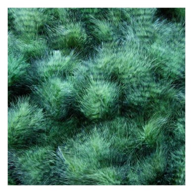 Hends Grizzly Marabou - Plumes barrées-