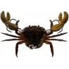 Westin Coco the Crab Hardlure 2cm 6g Sinking