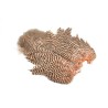 Whiting Farms Rooster Soft Hackle Chickabou