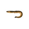 FishUp RAM Grub 7" - 17.8cm - 43g