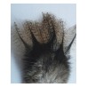 Plumes Coq de León DOHIKU CDL – 5 pièces