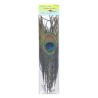Plume de paon naturelle DOHIKU PZ01
