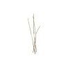 Quills naturels DOHIKU Quill Body QBN – 20 pièces
