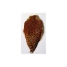 Scalp de coq DOHIKU SKK