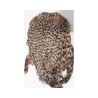 Scalp de coq DOHIKU SKK