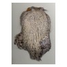 Scalp de coq DOHIKU SKK
