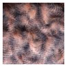 Hends Grizzly Marabou - Plumes barrées